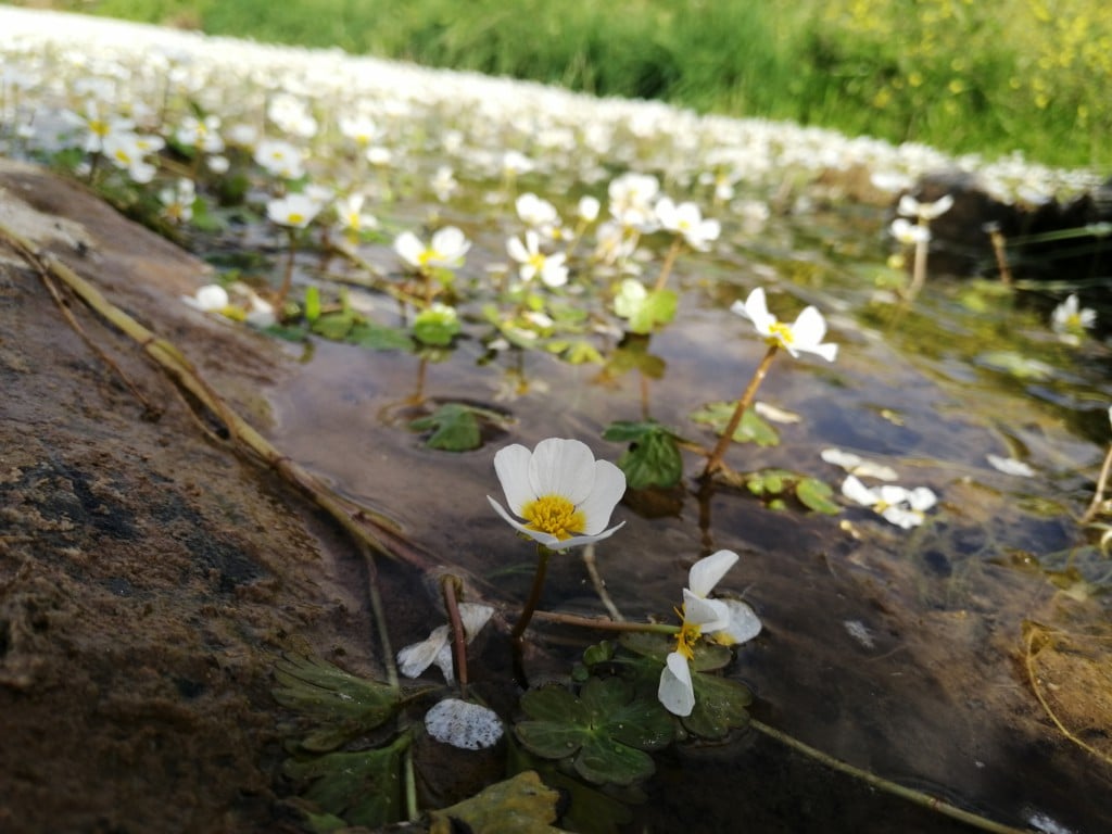Ranúculos de agua